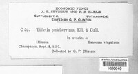 Tilletia festiva image